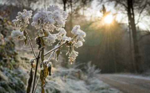 Bild på blomma täckt av snö