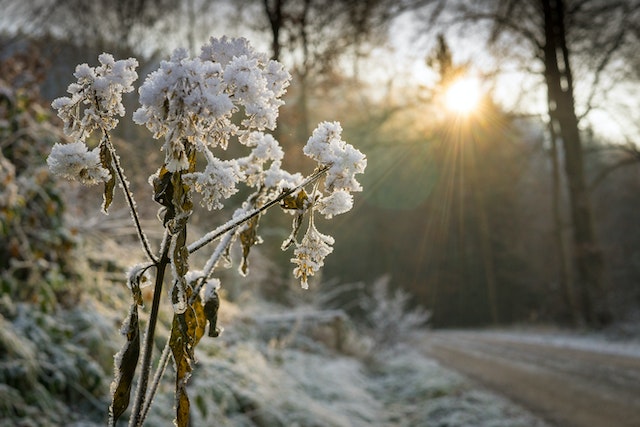 Bild på blomma täckt av snö
